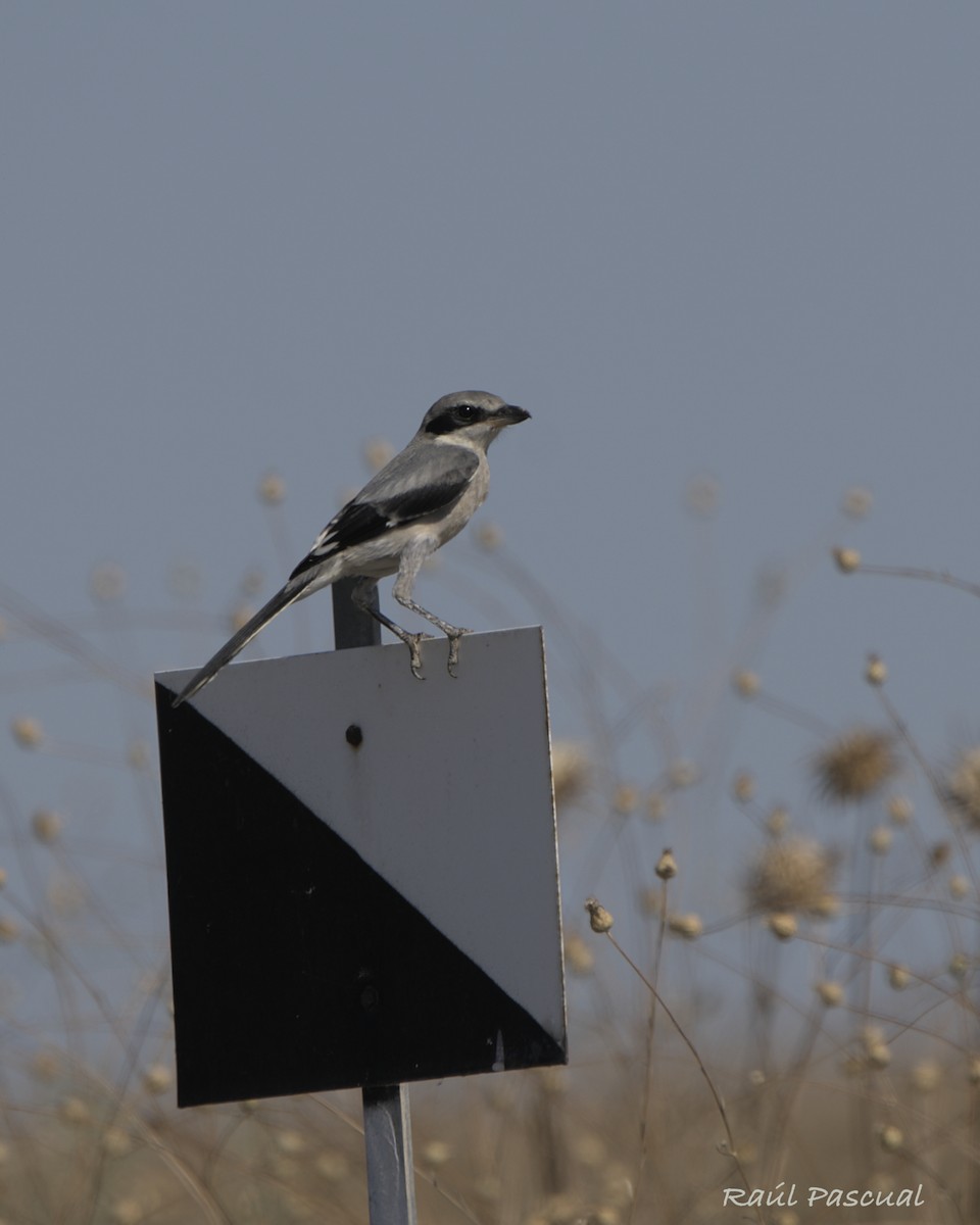 Iberian Gray Shrike - ML638237020