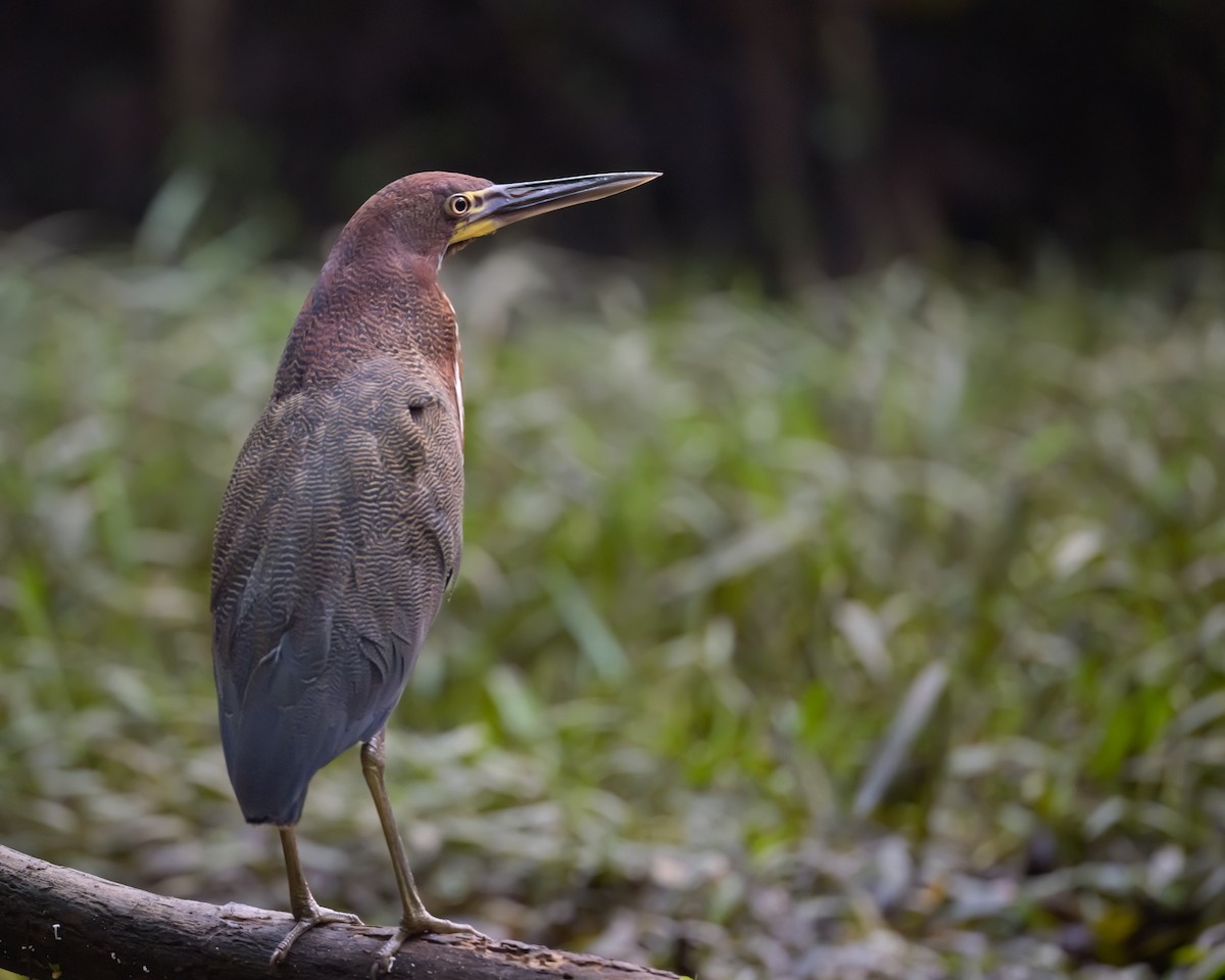 Rufescent Tiger-Heron - ML638237021