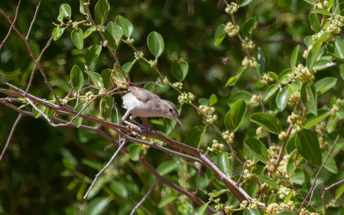 Upcher's Warbler - ML638237034