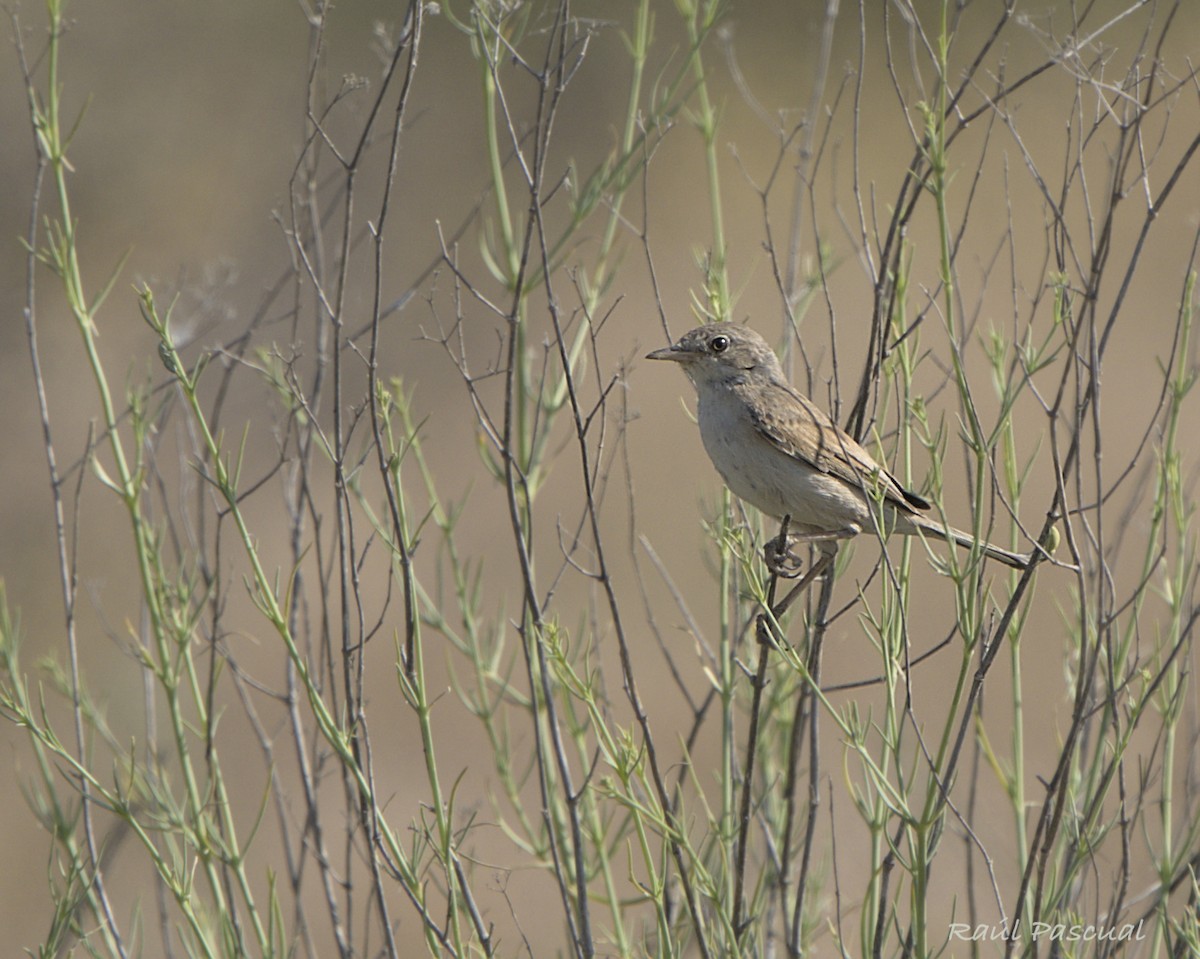 Spectacled Warbler - ML638237041