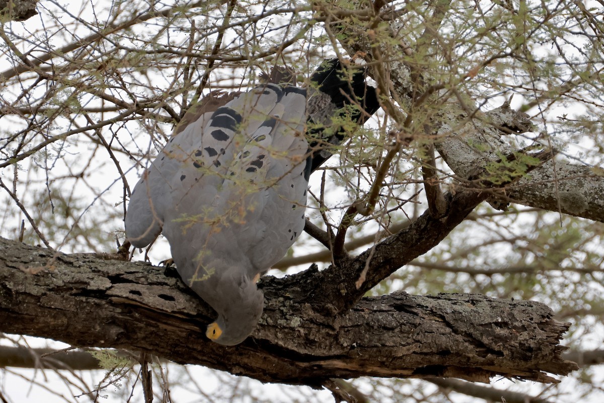 African Harrier-Hawk - ML638237042