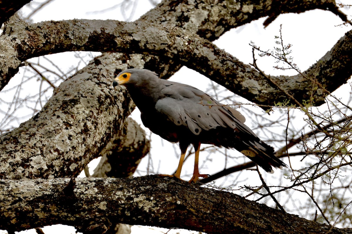 African Harrier-Hawk - ML638237046