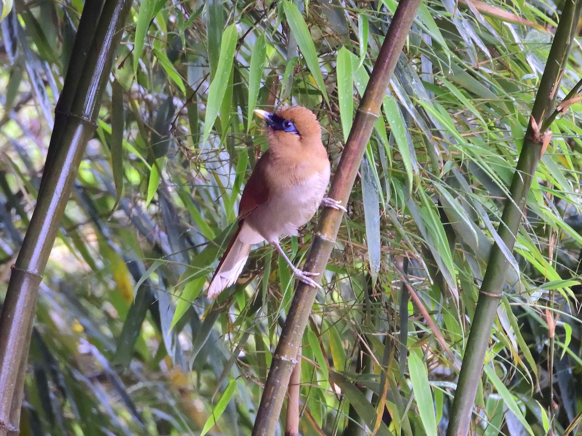 Buffy Laughingthrush - ML638237066