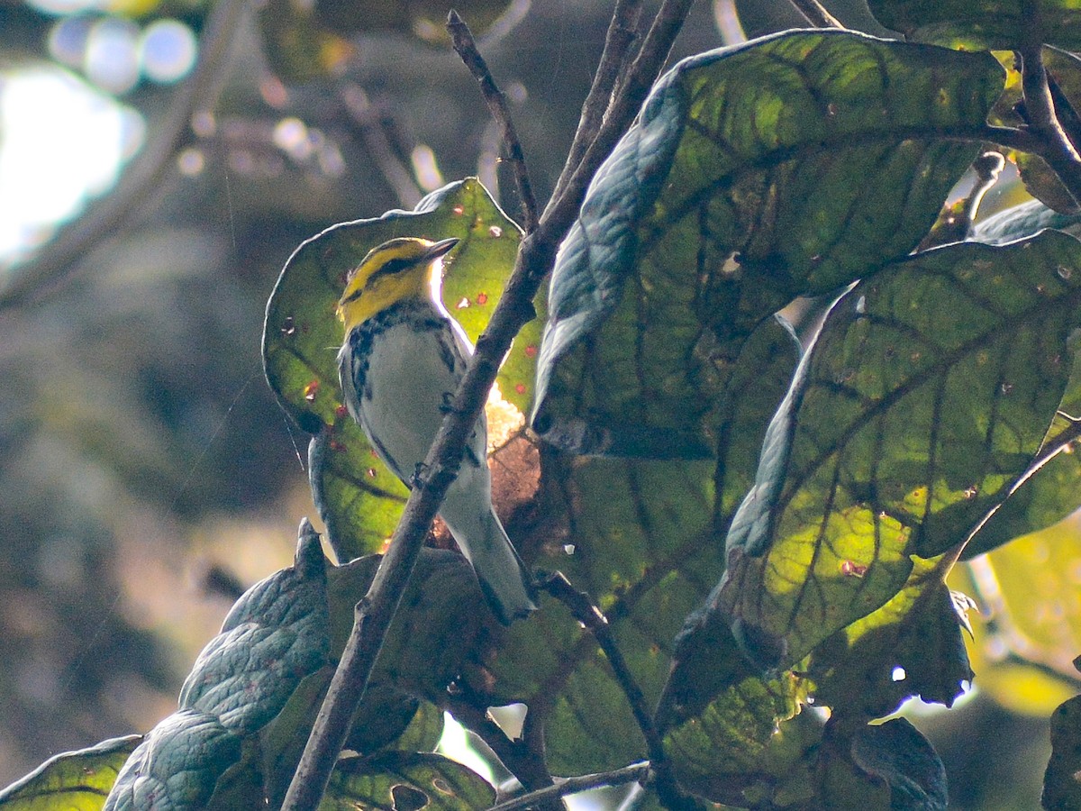 Golden-cheeked Warbler - ML638237071
