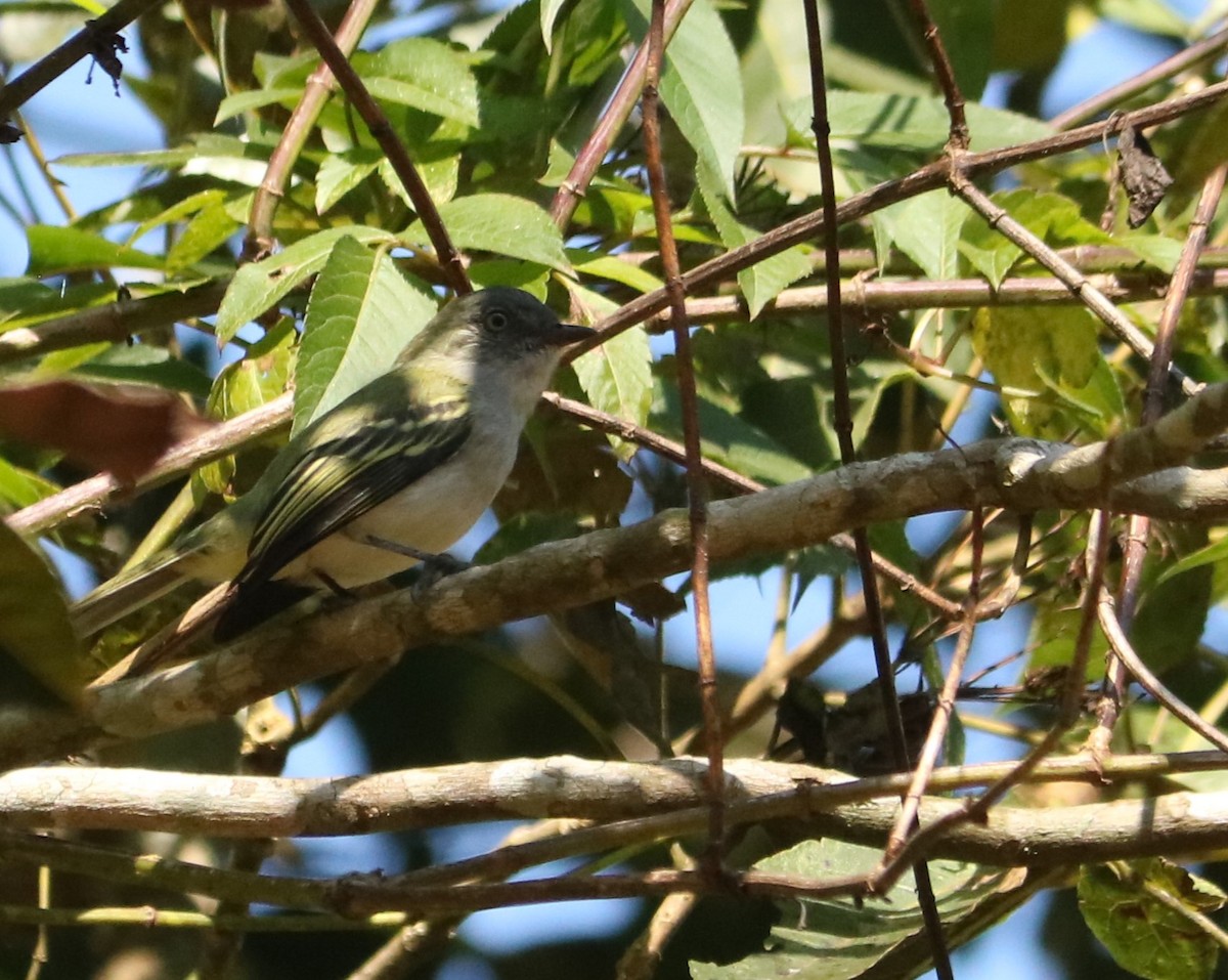 Gray-headed Elaenia - ML638237078