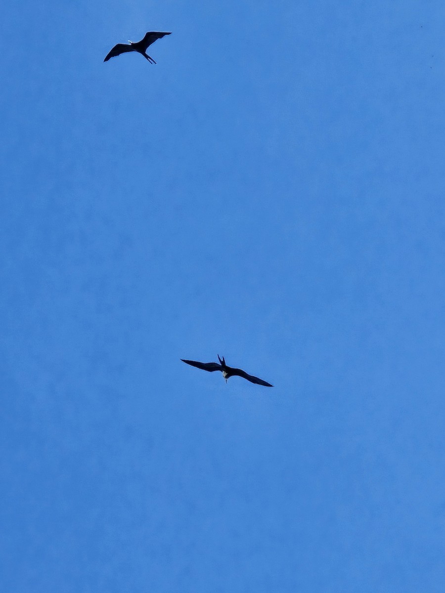 Magnificent Frigatebird - ML638237080