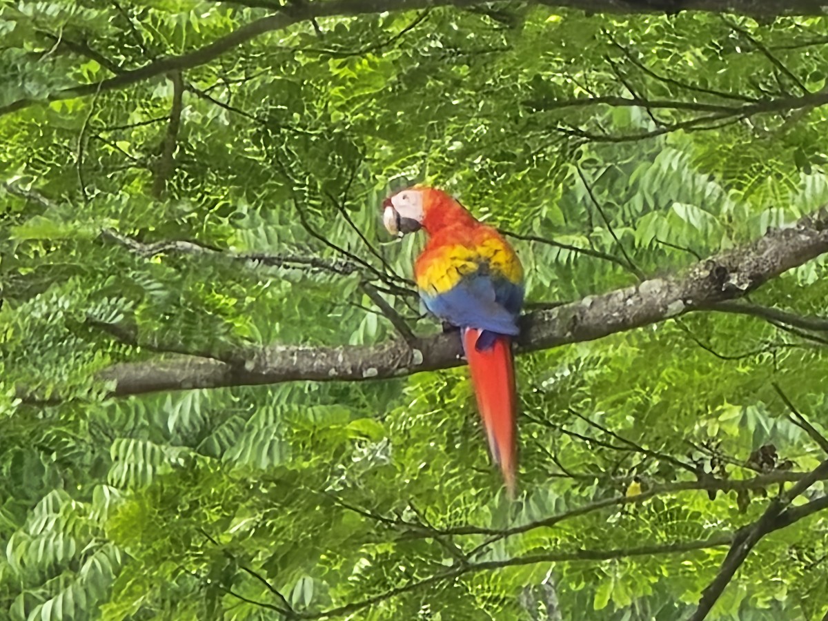 Scarlet Macaw - ML638237092