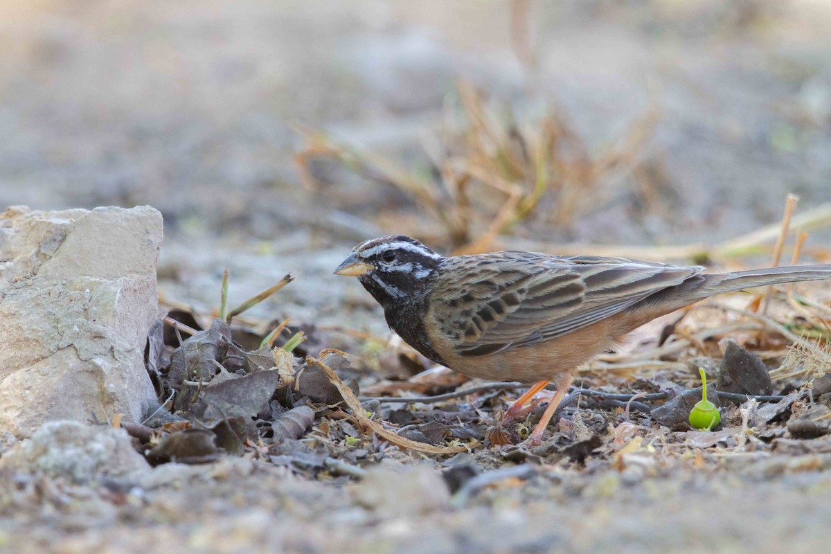 Cinnamon-breasted Bunting - ML638237098