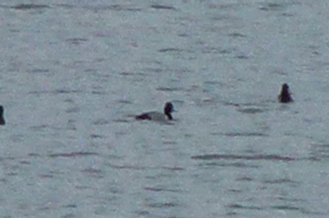Ring-necked Duck - ML638237144