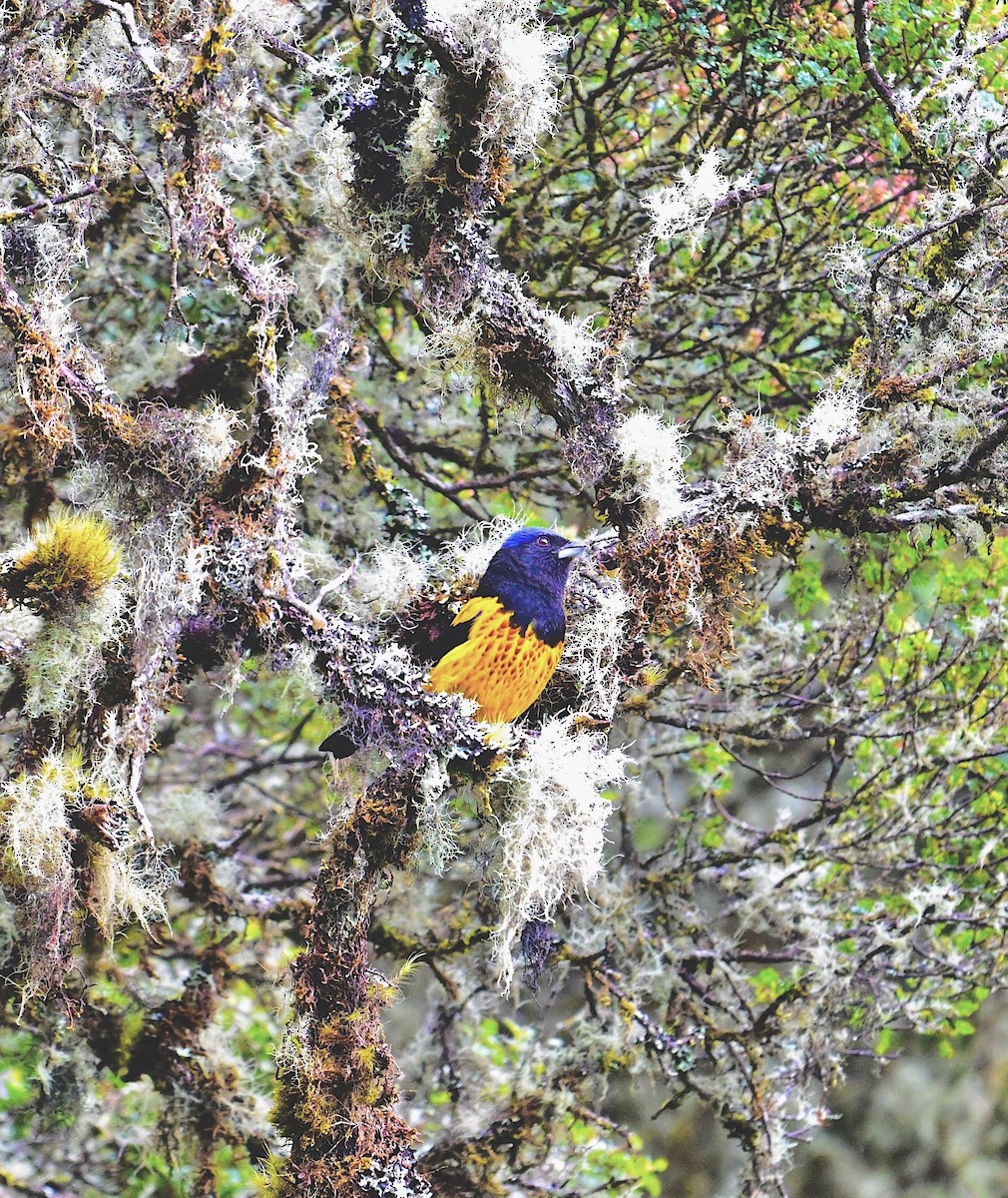 Golden-backed Mountain Tanager - ML638237193
