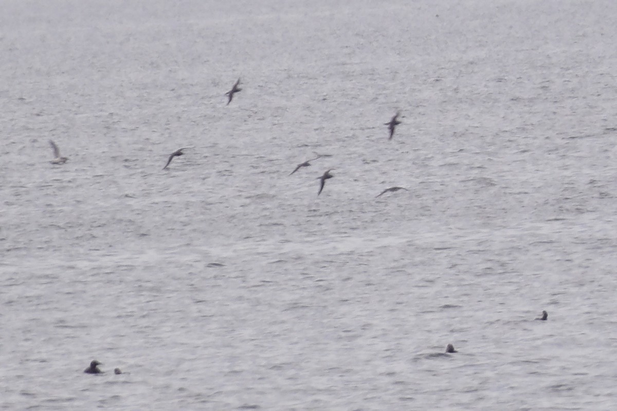 Manx Shearwater - ML638237235