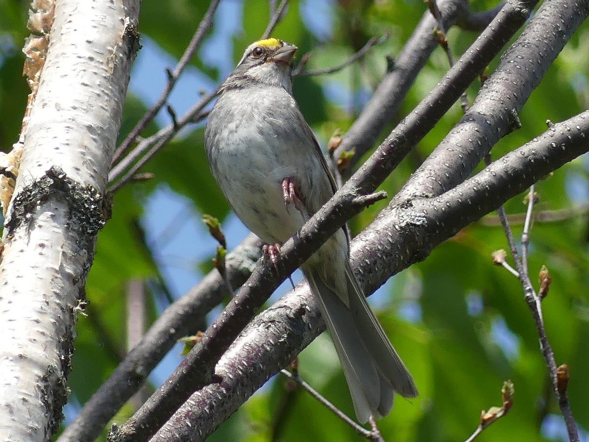 White-throated Sparrow - ML638237243