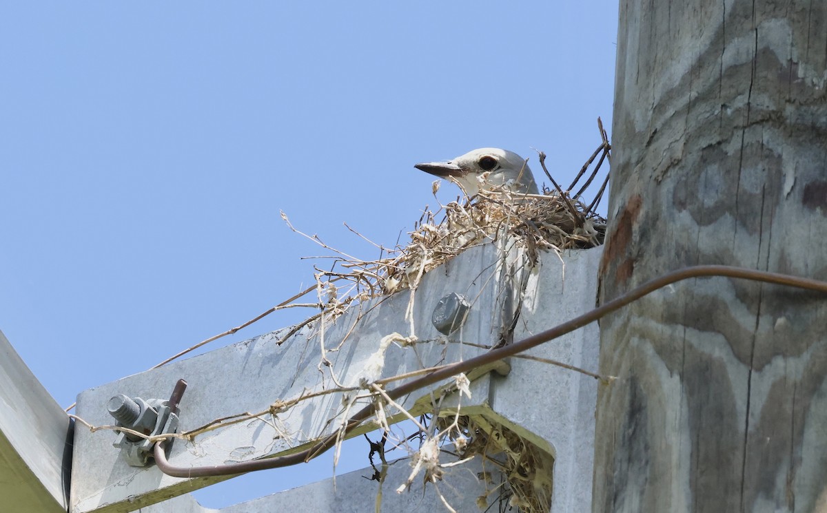 Scissor-tailed Flycatcher - ML638237285