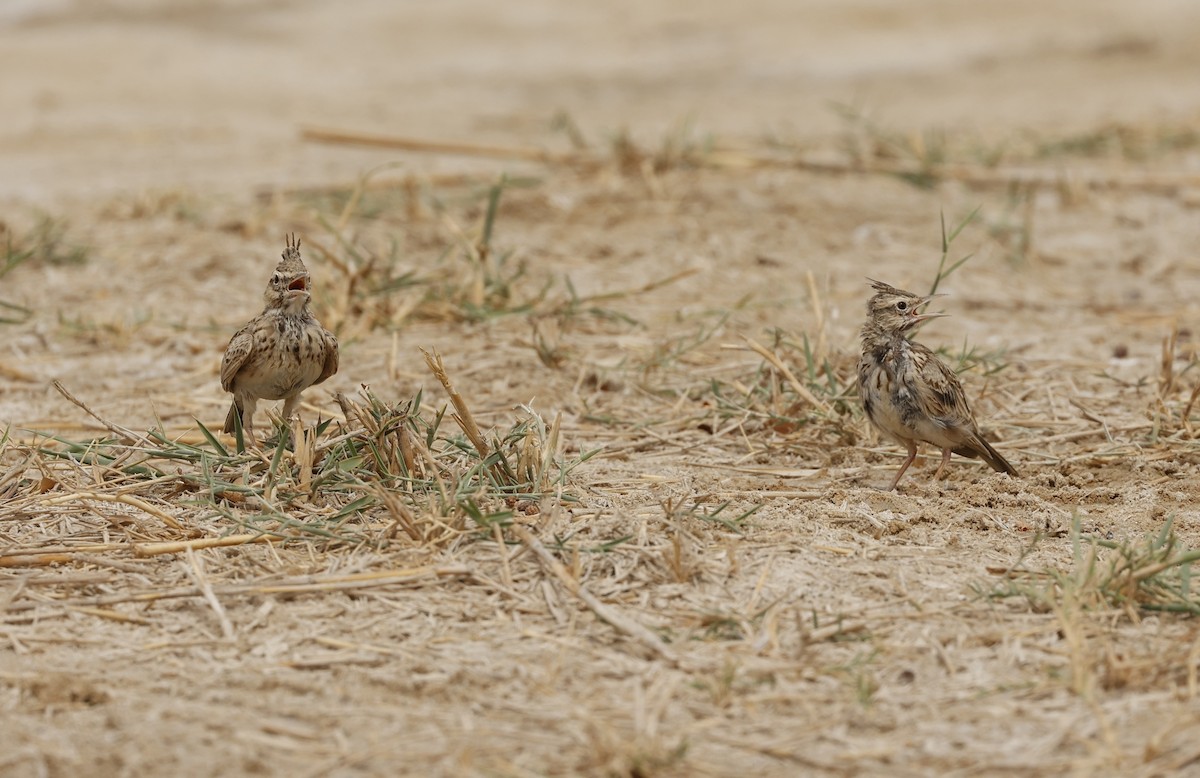 Crested Lark - ML638237303