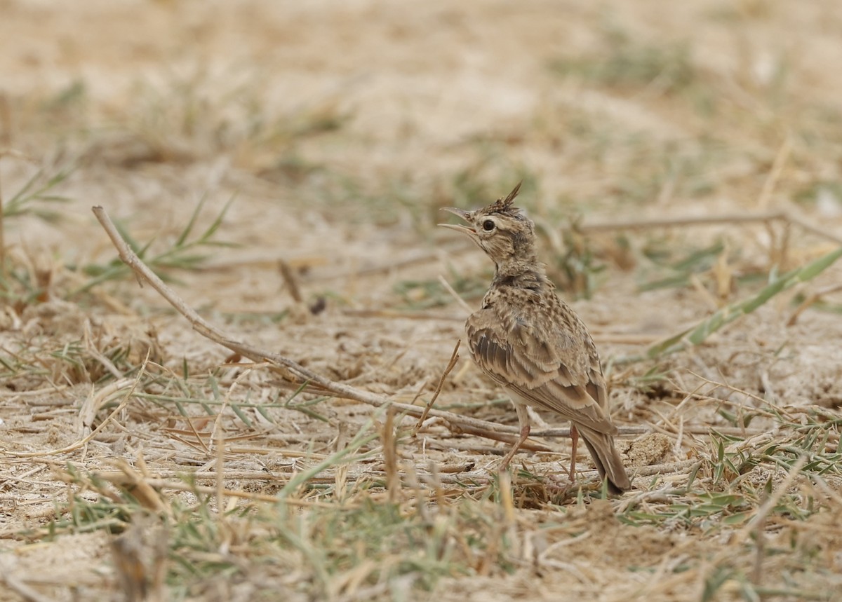 Crested Lark - ML638237304