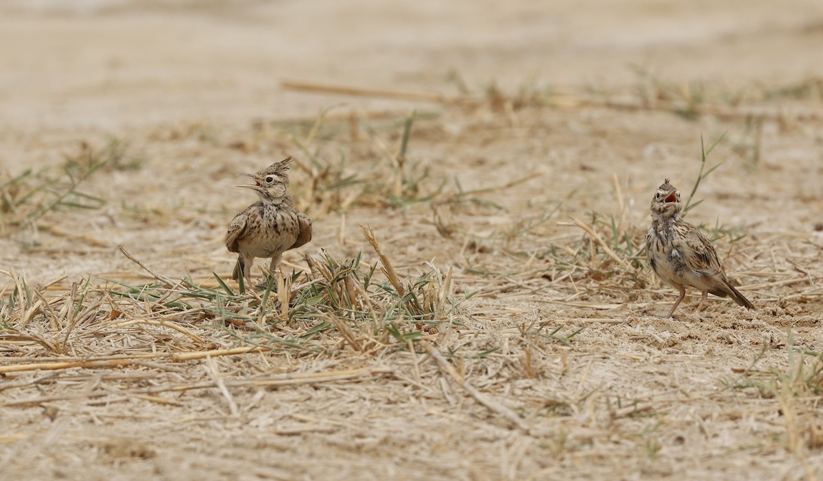 Crested Lark - ML638237305