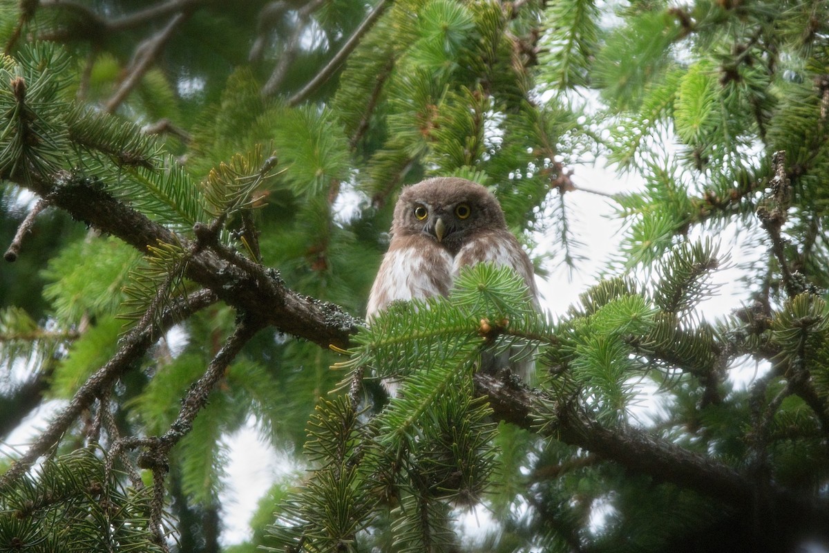 Eurasian Pygmy-Owl - ML638237321