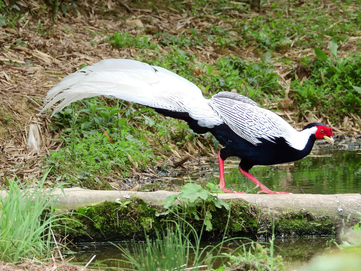 Silver Pheasant - ML638237322