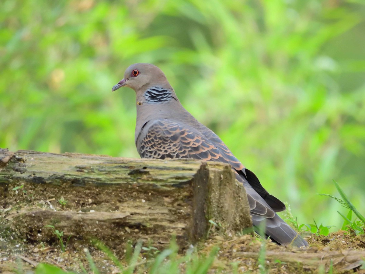 Oriental Turtle-Dove - ML638237325