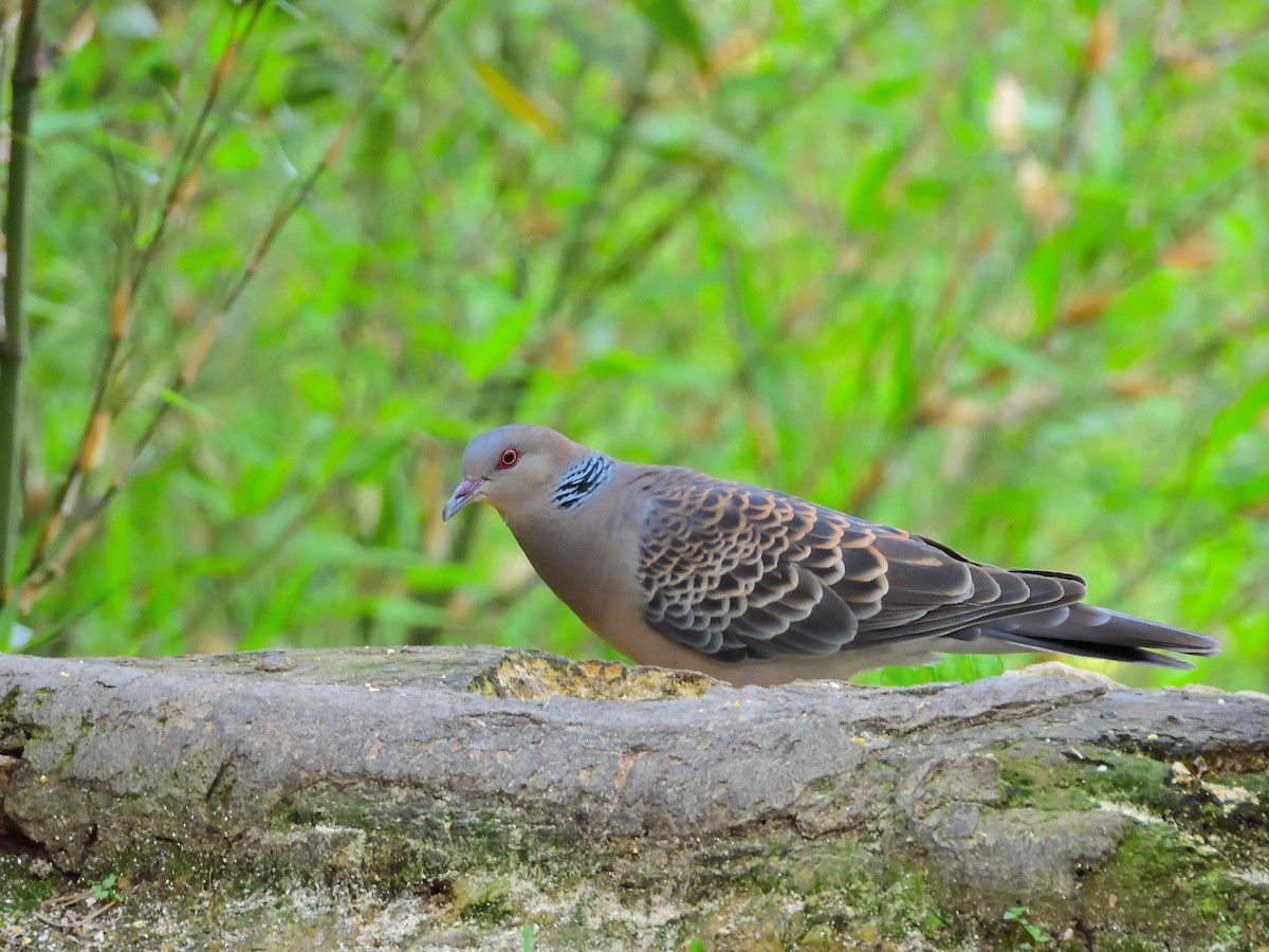 Oriental Turtle-Dove - ML638237326