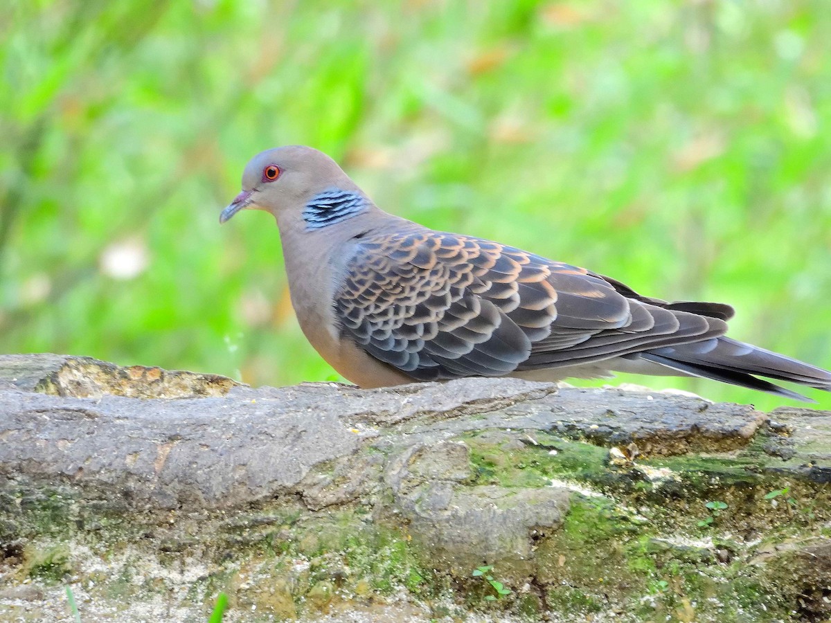 Oriental Turtle-Dove - ML638237327