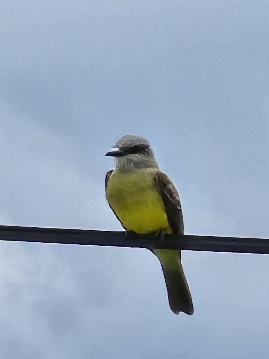 Tropical Kingbird - ML638237328
