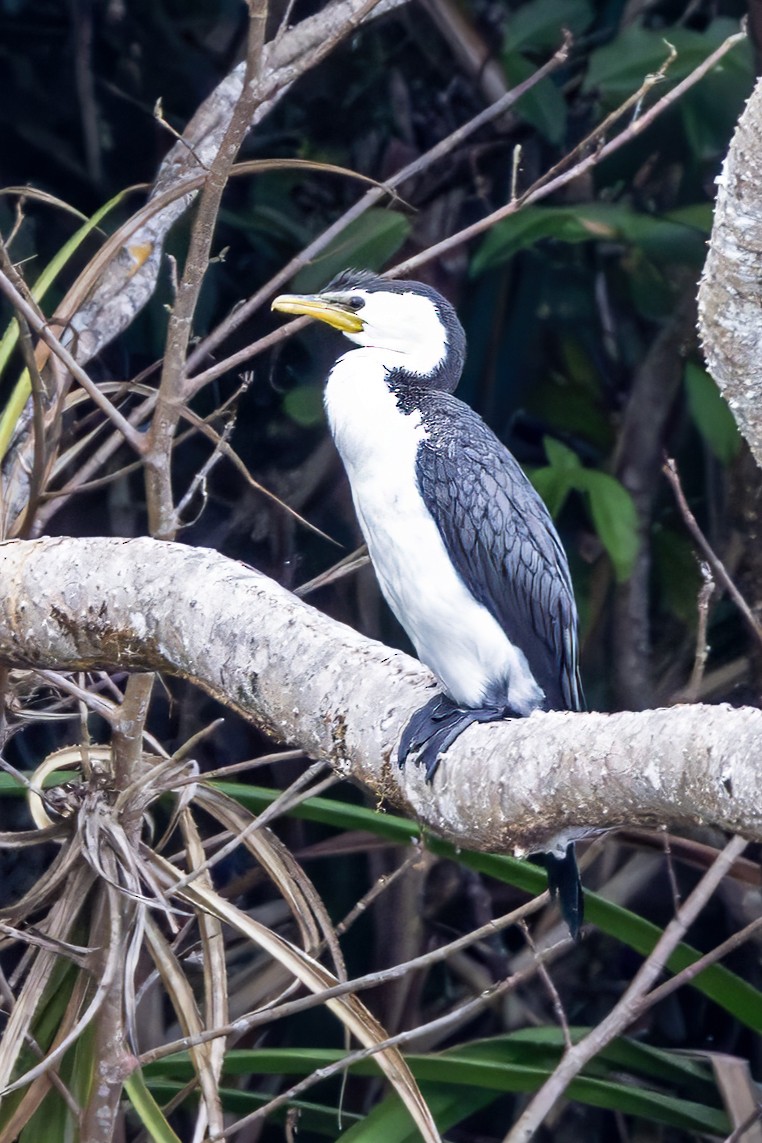 Little Pied Cormorant - ML638237329