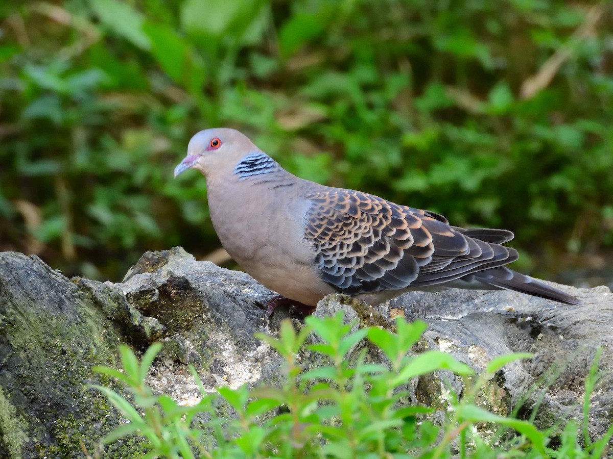 Oriental Turtle-Dove - ML638237334