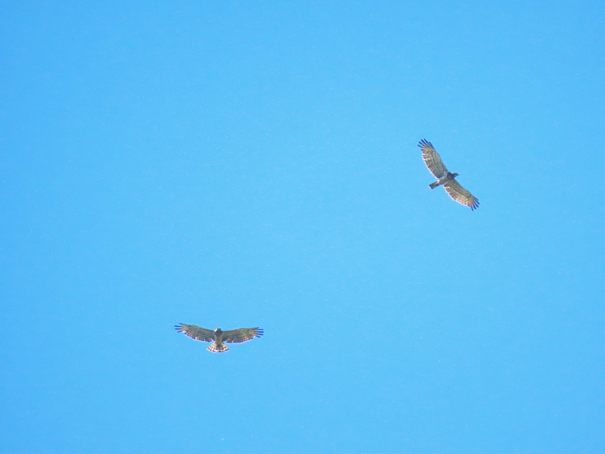 Short-toed Snake-Eagle - ML638237339