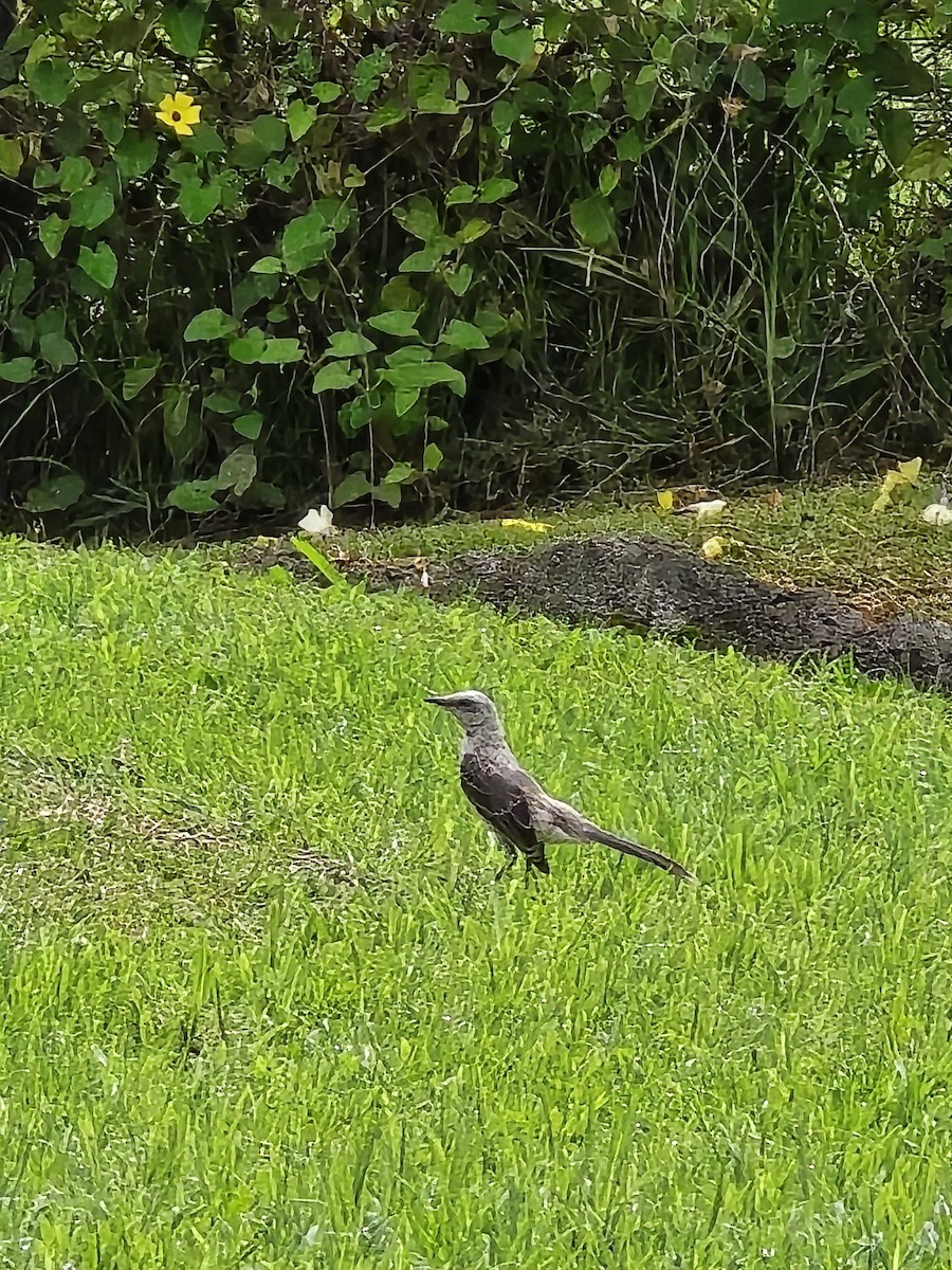 Tropical Mockingbird - ML638237341