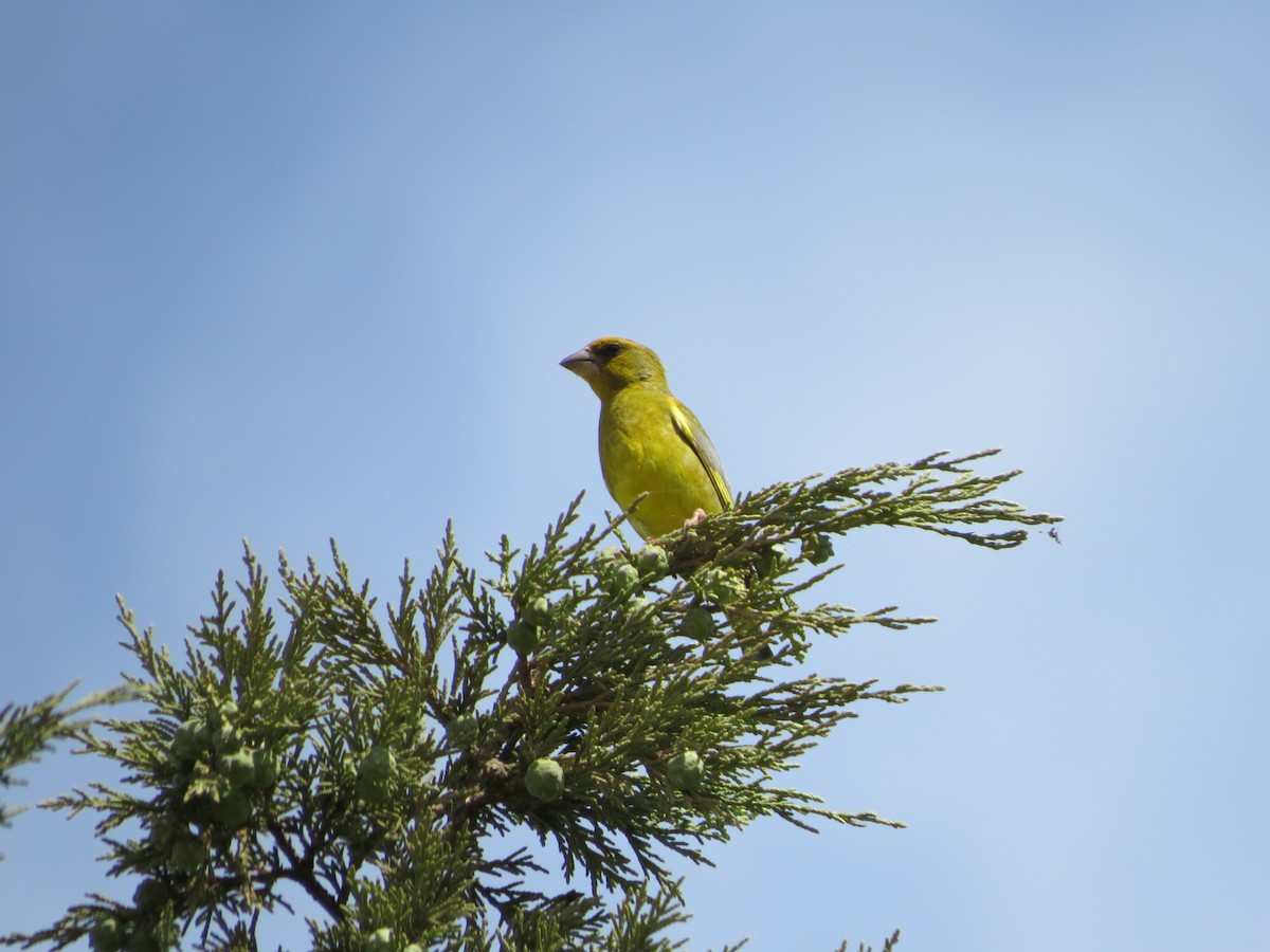 European Greenfinch - ML638237375