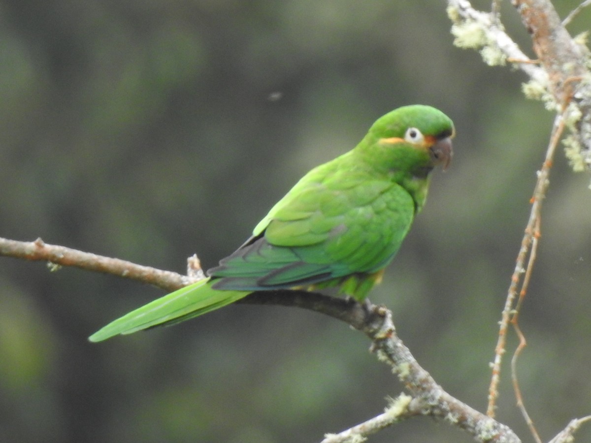 Golden-plumed Parakeet - ML638237380