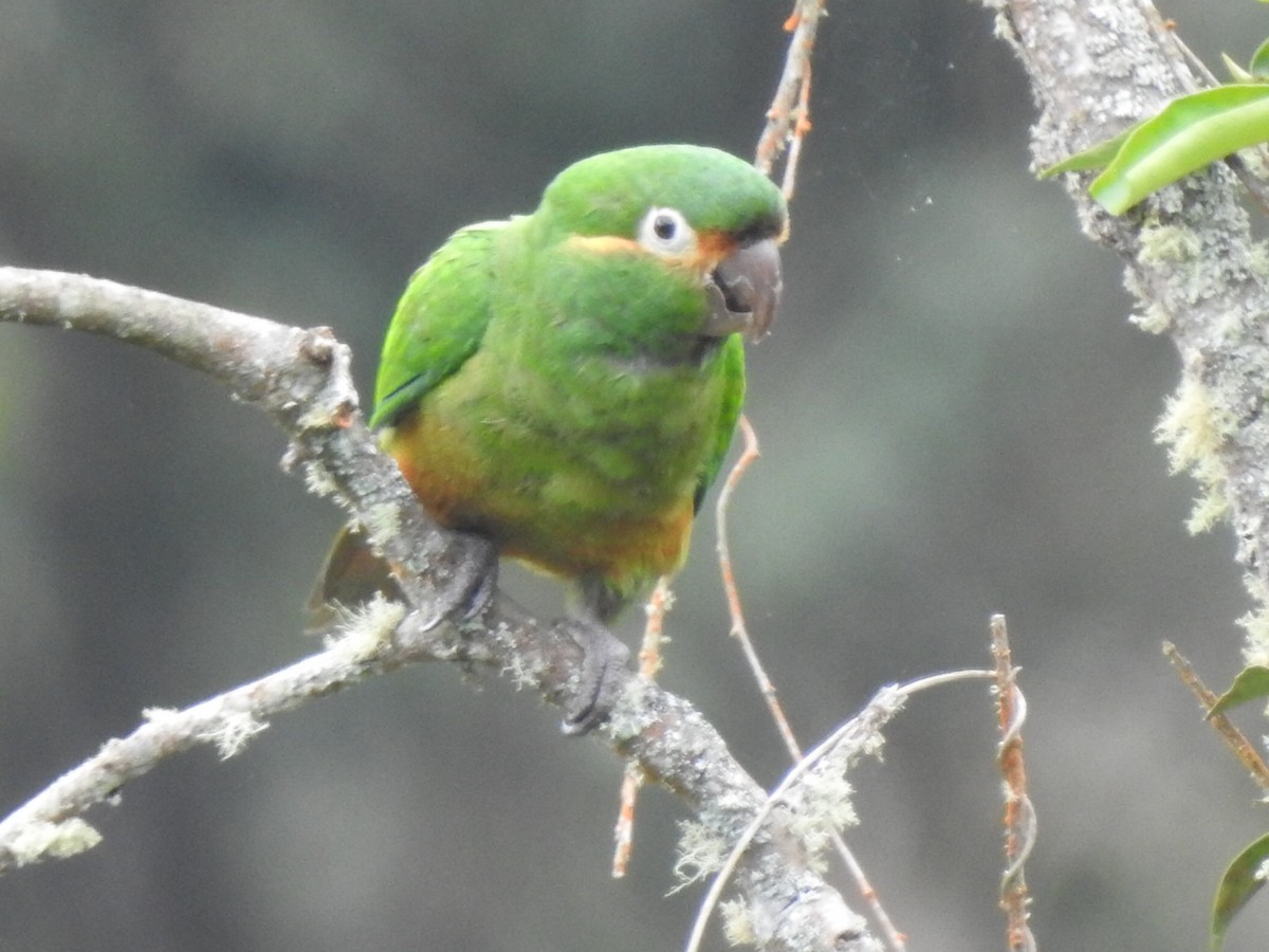 Golden-plumed Parakeet - ML638237381