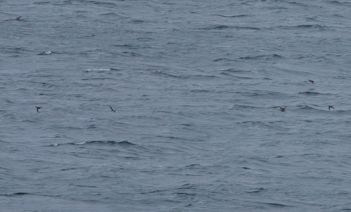 Marbled Murrelet - ML638237399