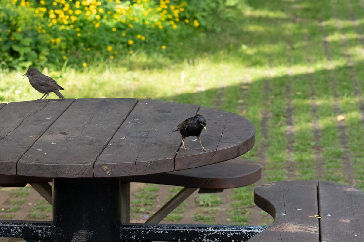 European Starling - ML638237400