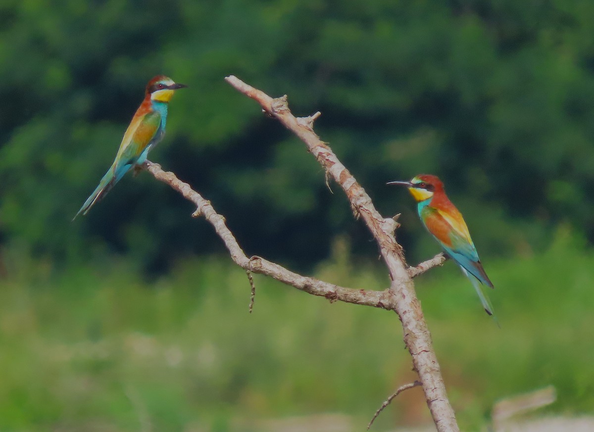European Bee-eater - ML638237434
