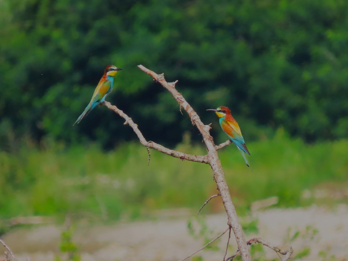European Bee-eater - ML638237435
