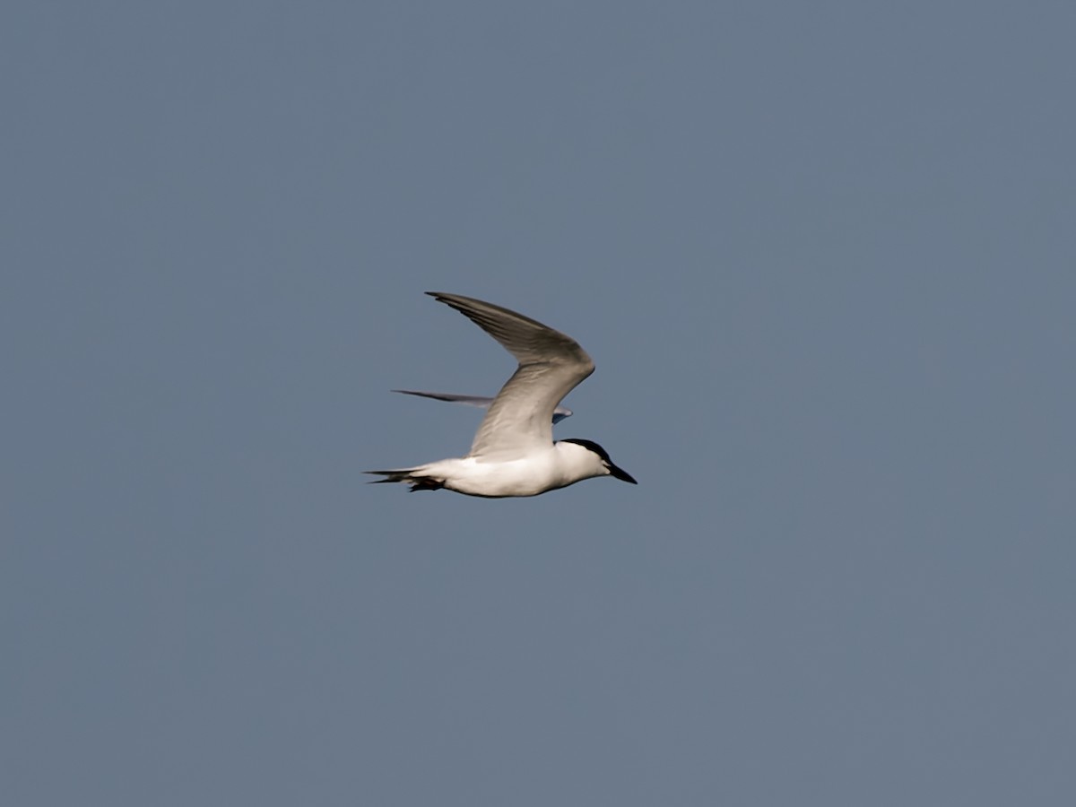 Gull-billed Tern - ML638237455