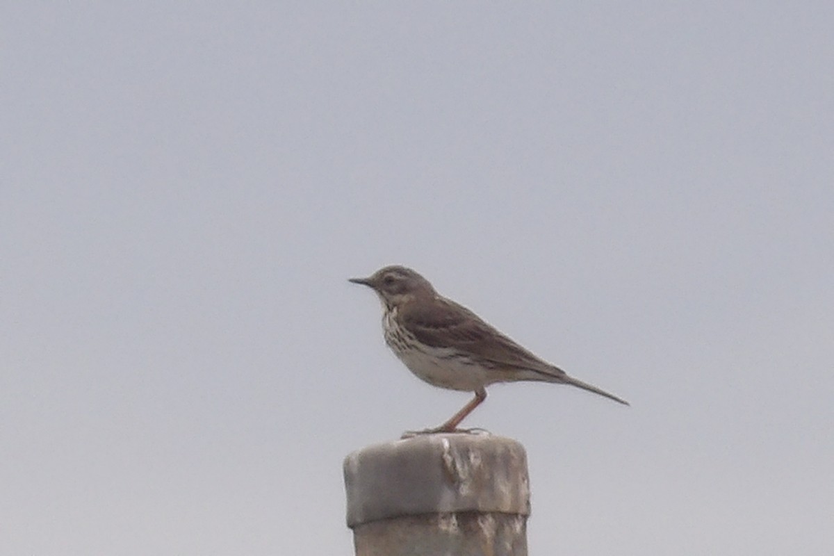 Meadow Pipit - ML638237458
