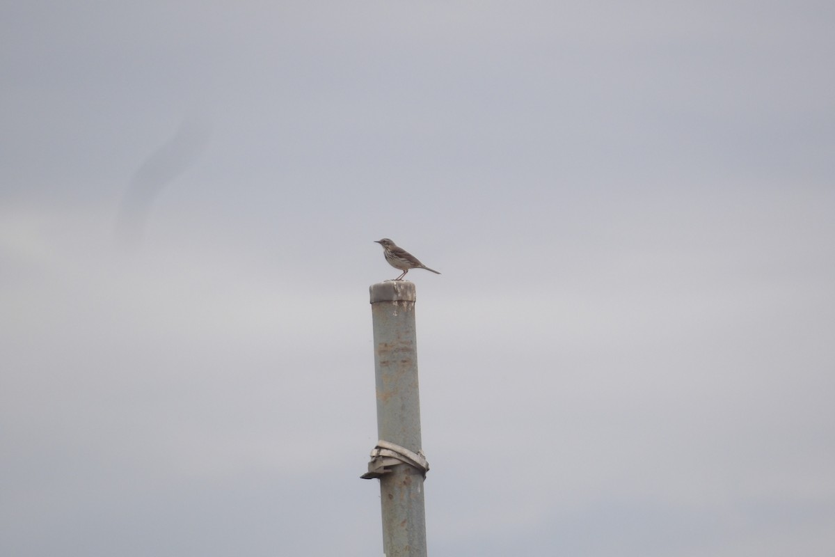 Meadow Pipit - ML638237460