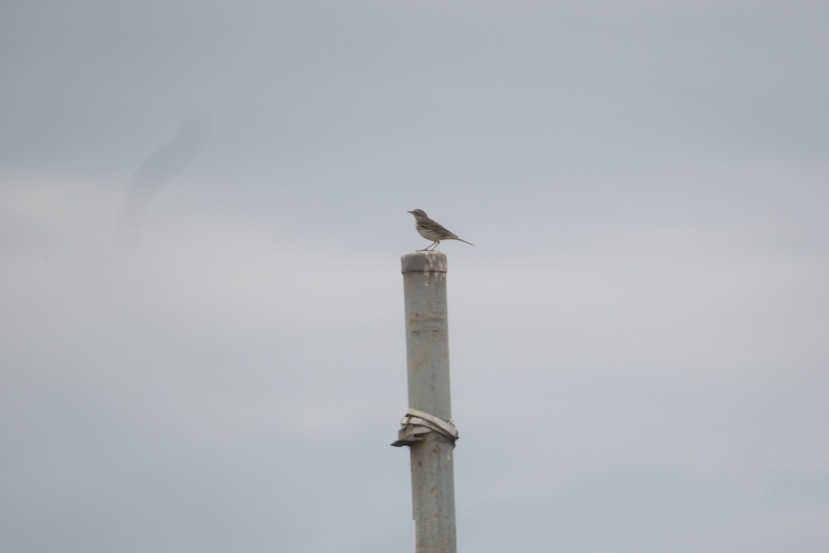 Meadow Pipit - ML638237461