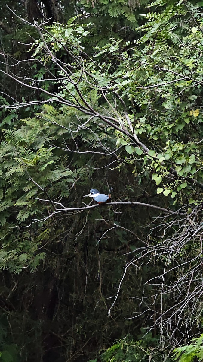 Ringed Kingfisher - ML638237488