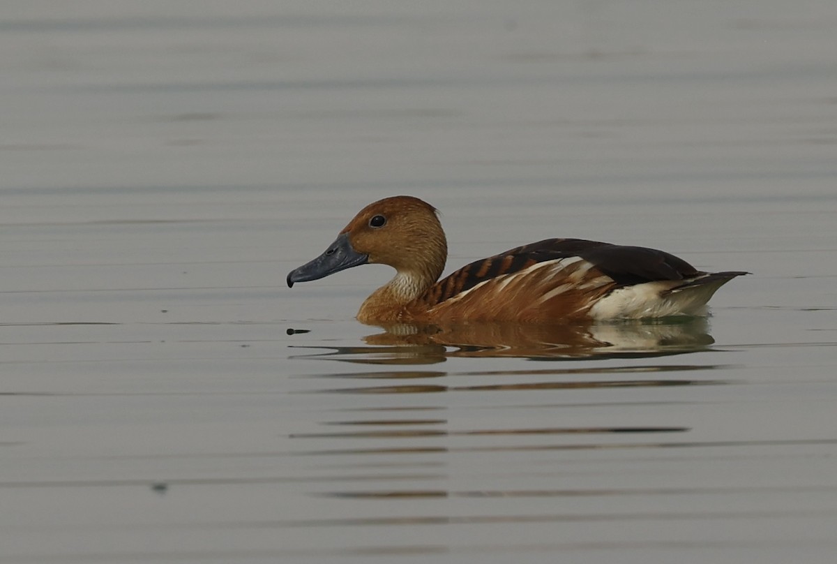 Fulvous Whistling-Duck - ML638237504