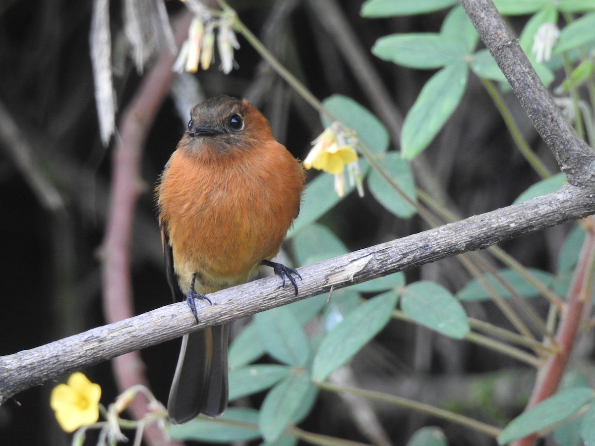 Cinnamon Flycatcher - ML638237505
