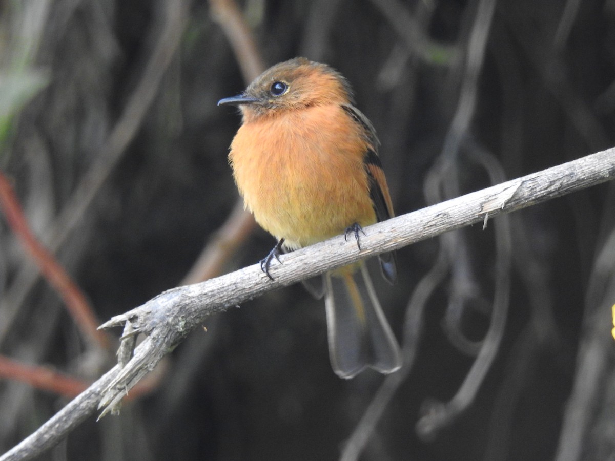 Cinnamon Flycatcher - ML638237508