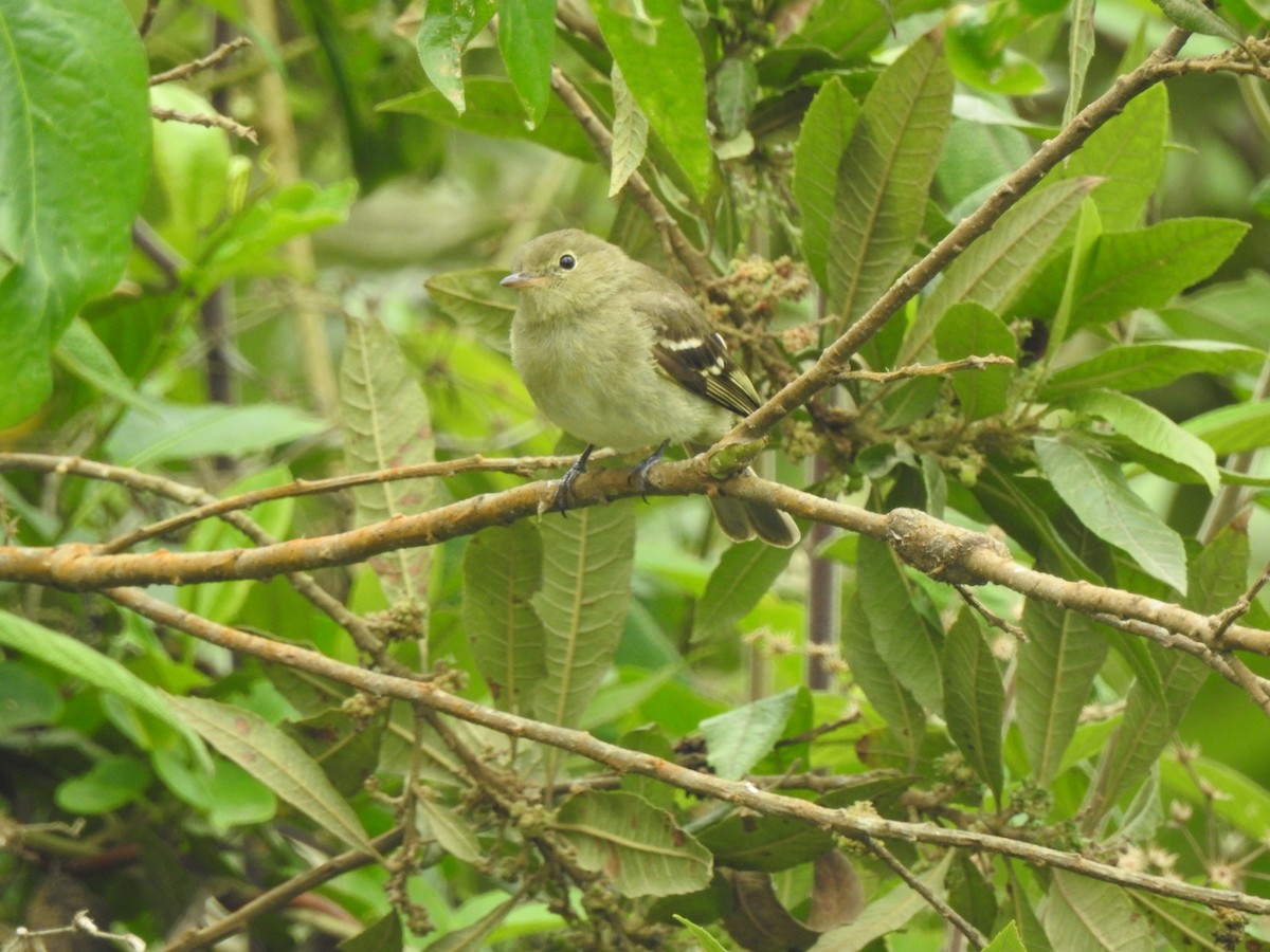 Mountain Elaenia - ML638237520