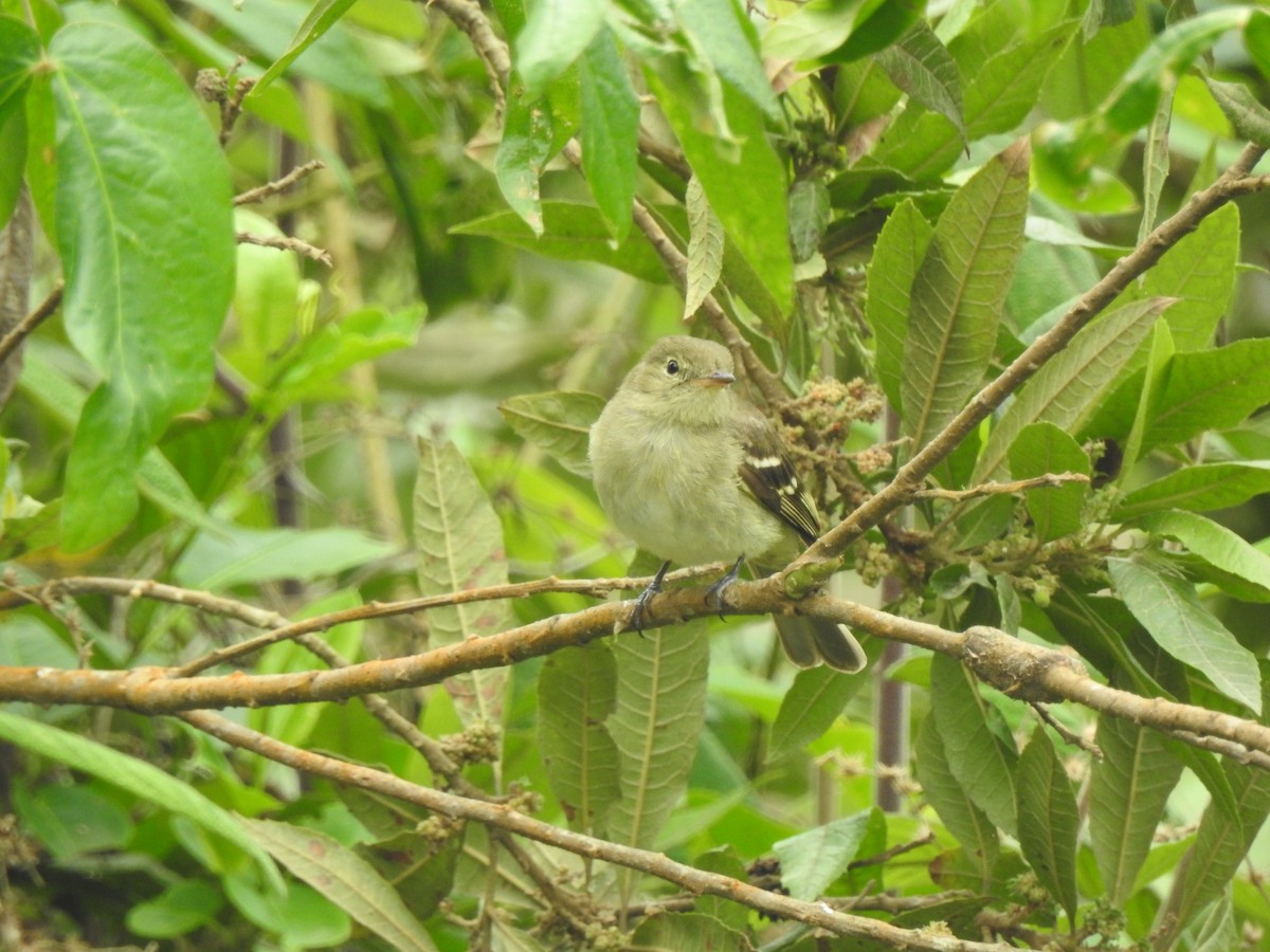 Mountain Elaenia - ML638237521