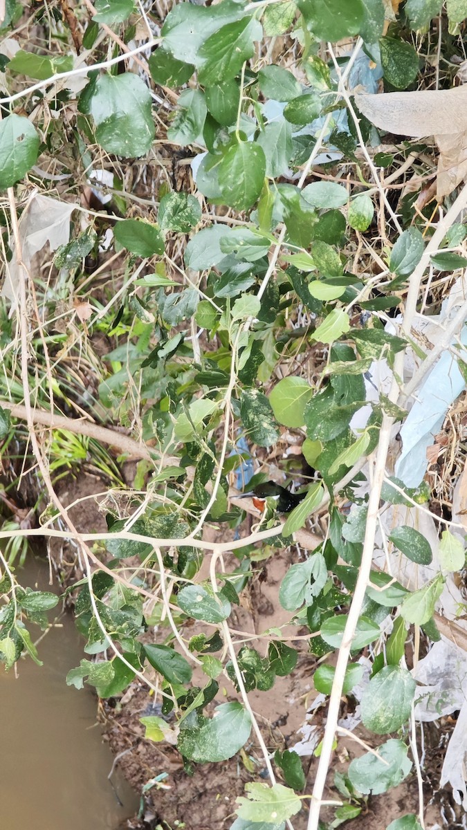 Green Kingfisher - ML638237530