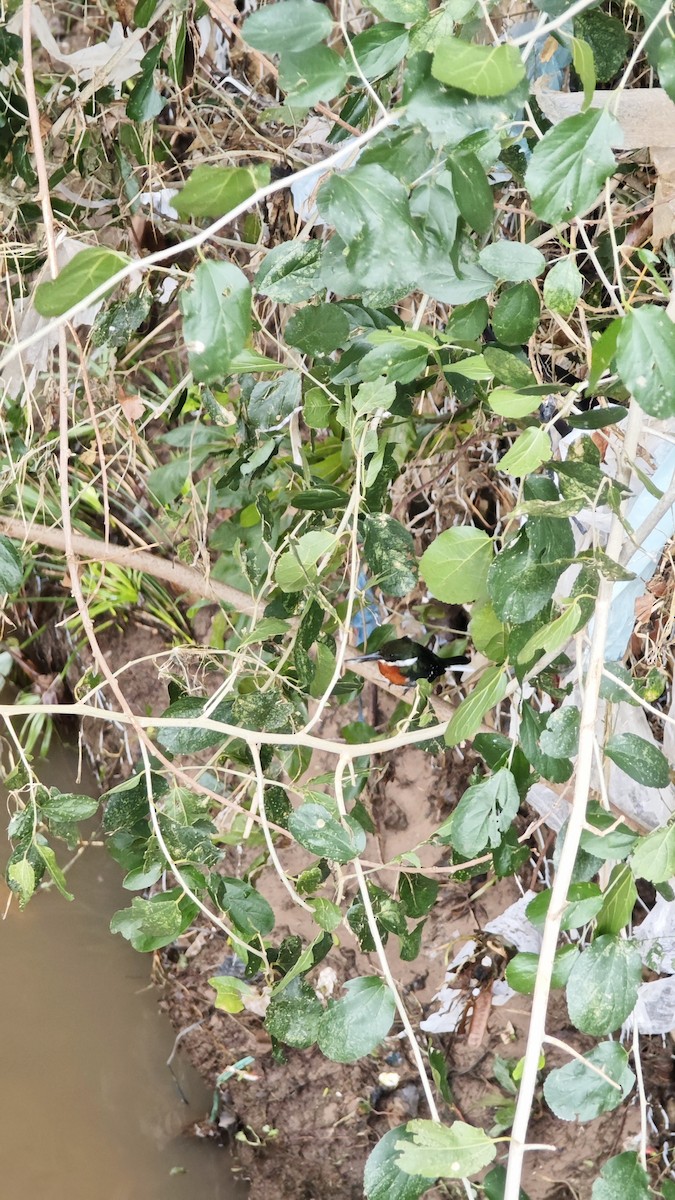 Green Kingfisher - ML638237531