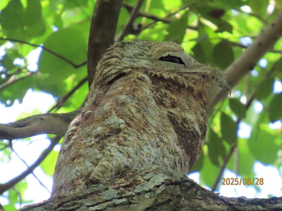 Great Potoo - ML638237539